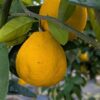 Marumero : petit pomelo à peau jaune, légèrement orangé à maturité