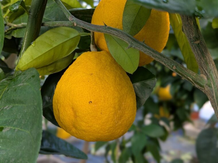 citrus-oboveida-marumero-26-2
