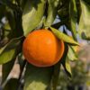 une mandarine Safor couleur orange sur une branche feuillue