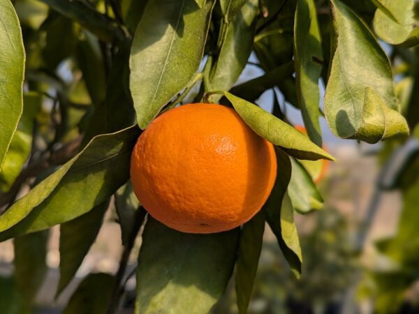 une mandarine Safor couleur orange sur une branche feuillue