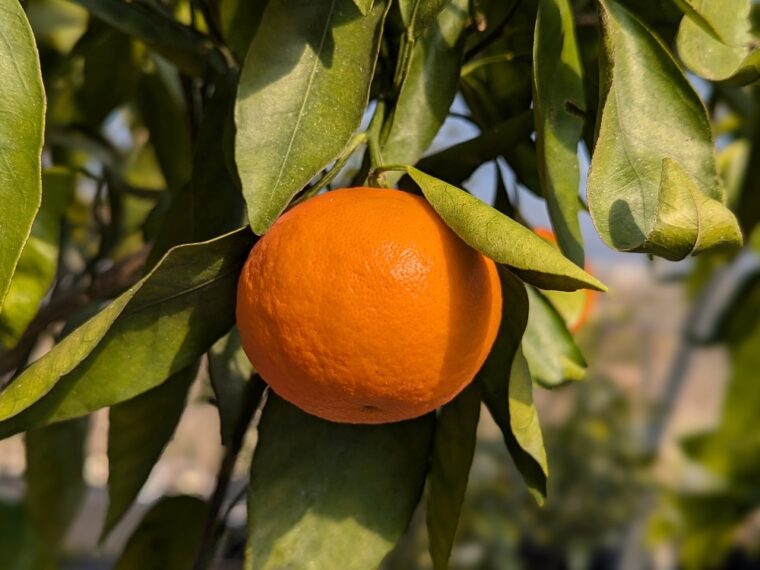 citrus-reticulata-safor-25-2