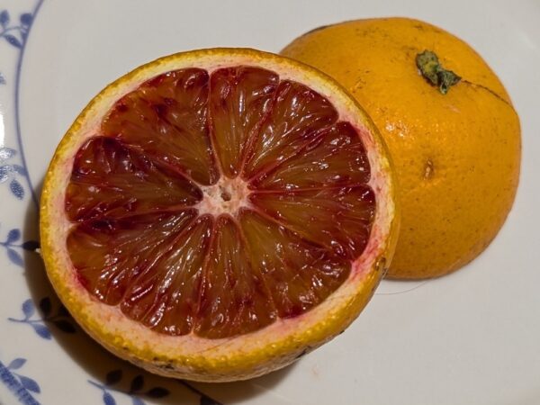 une orange sanguine tarocco coupé en deux sur une assiette