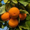 4 citrus sinensis tarocco sur une branche feuillue
