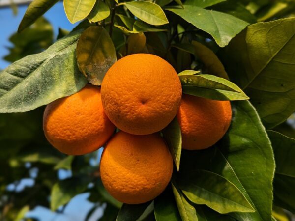 4 citrus sinensis tarocco sur une branche feuillue