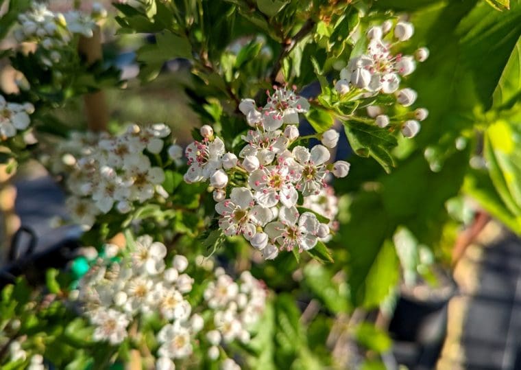 crataegus-orientalis