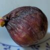 1 figue bien mûre de ficus carica dine daily