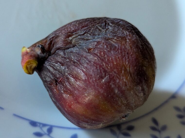 ficus-carica-dine-daily-25-7