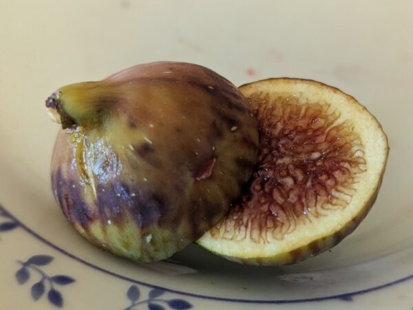figue ficus carica honeyherat coupée en deux