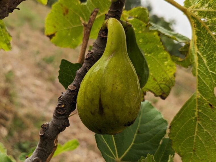 ficus-carica-ounk-hmam-24-6