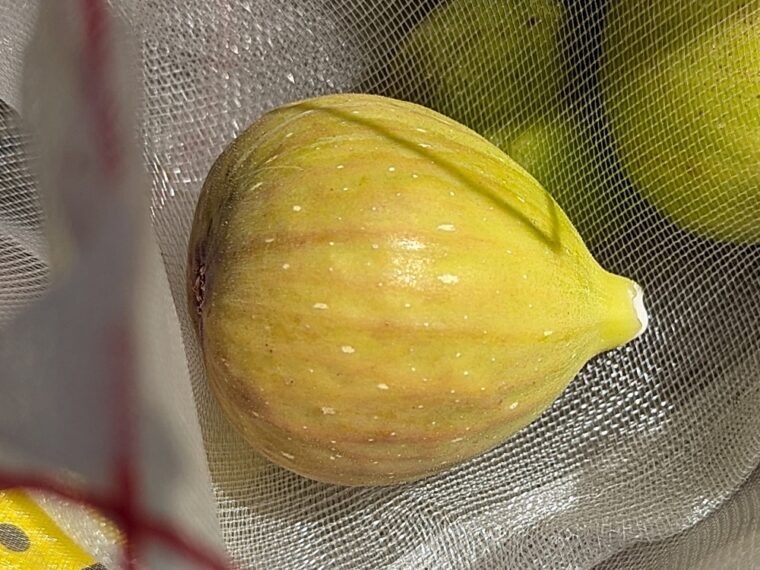 ficus-carica-podersdorfer-25-8