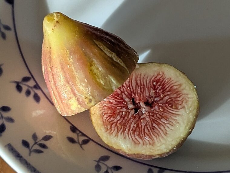 ficus-carica-podersdorfer-open-25-8-31