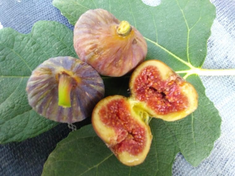 ficus-dine-daily