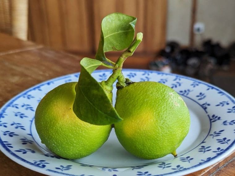 citrus-bergamote-fantastico