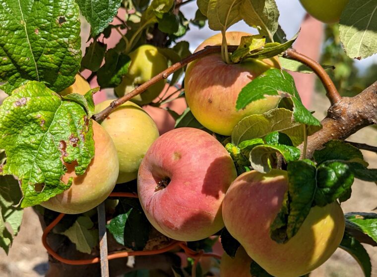 pomme-stark-earliest