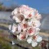 Belle floraison blanche de la poire chinoise Tsu Li, ce qui veut dire poire croustillante, fruit proche du Nashi, résistant au feu bactérien.