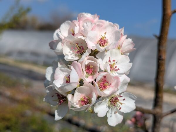 Belle floraison blanche de la poire chinoise Tsu Li, ce qui veut dire poire croustillante, fruit proche du Nashi, résistant au feu bactérien.
