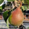 poire chinoise tsu li sur l'arbre