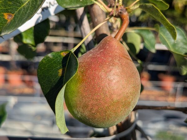 poire chinoise tsu li sur l'arbre