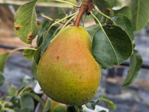poire chinoise tsu li sur l'arbre