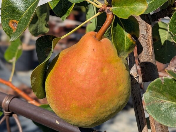 poire chinoise tsu li mûre sur l'arbre