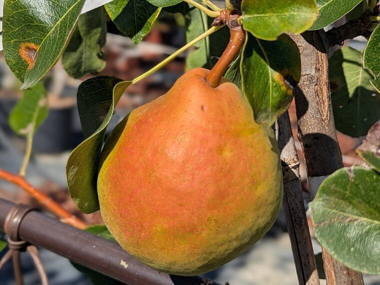 pyrus-tsu-li-25-8-23