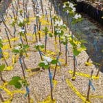 QUELS SONT LES PORTE-GREFFES UTILISES POUR NOS ARBRES FRUITIERS ?