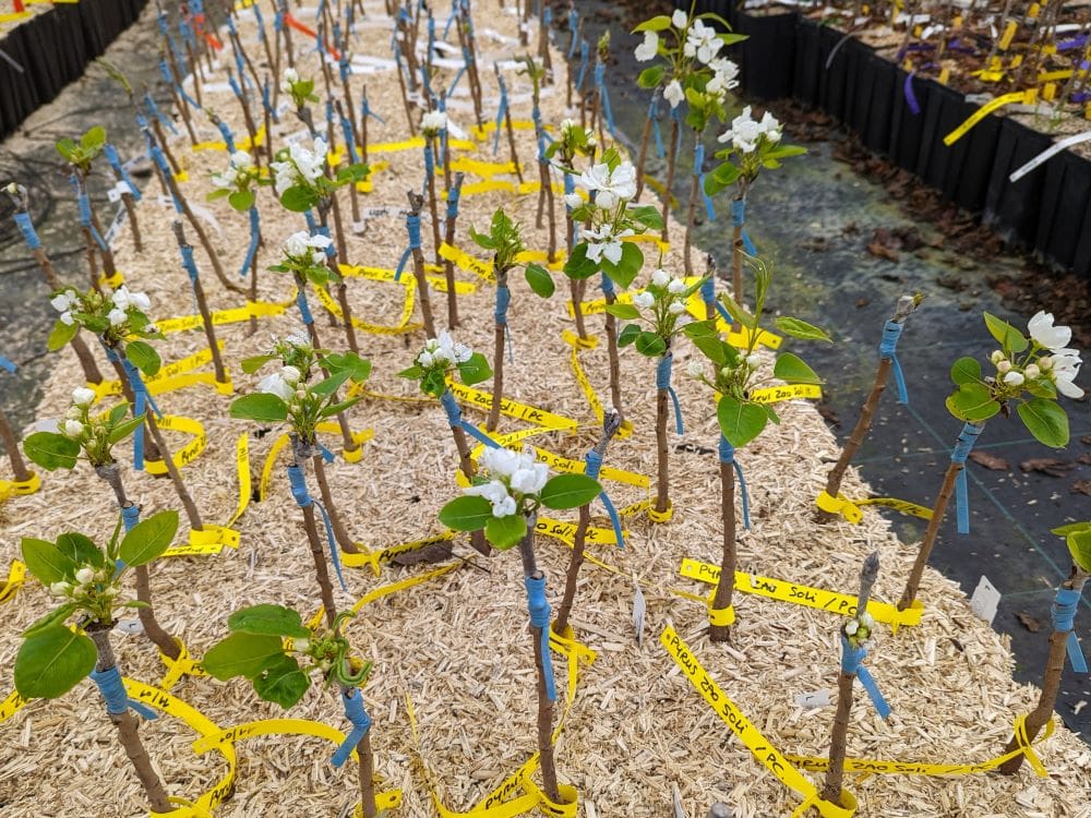 QUELS SONT LES PORTE-GREFFES UTILISES POUR NOS ARBRES FRUITIERS ?