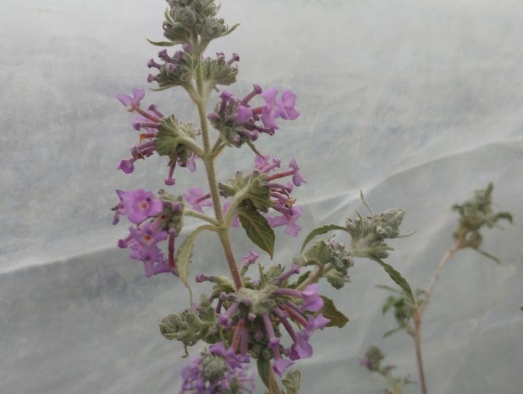 buddleja-fargesia