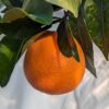 Une orange précoce fukumoto accrochée à sa branche feuillue