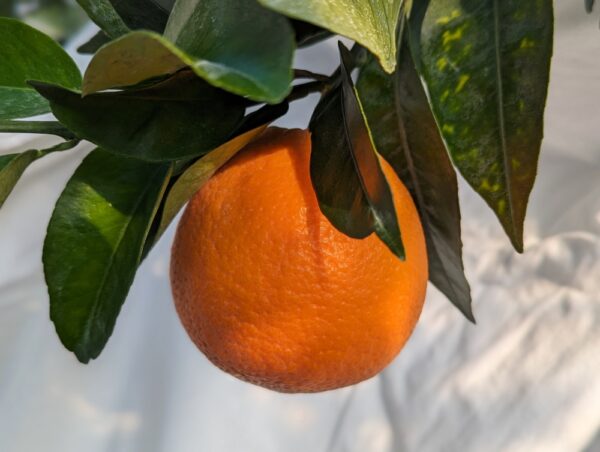 Une orange précoce fukumoto accrochée à sa branche feuillue
