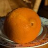 Fukumoto est la première orange navel à mûrir: en France vous pouvez la manger en octobre – précoce