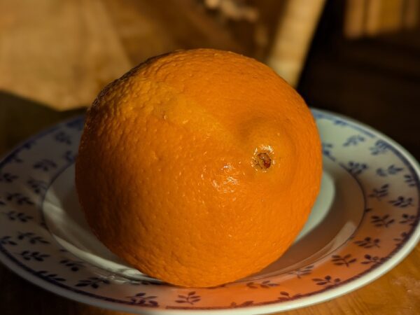 Fukumoto est la première orange navel à mûrir: en France vous pouvez la manger en octobre – précoce