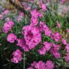 oeillet de Corse en fleurs, jolie floraison rose