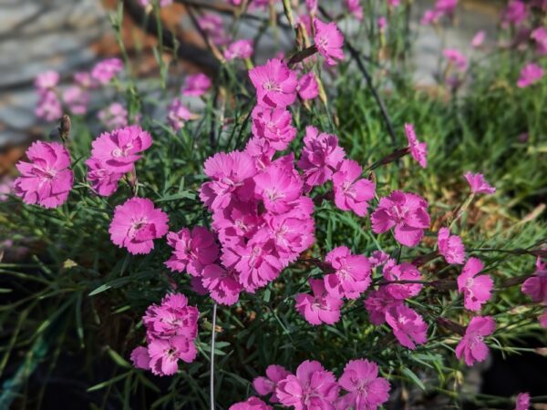 oeillet de Corse en fleurs, jolie floraison rose