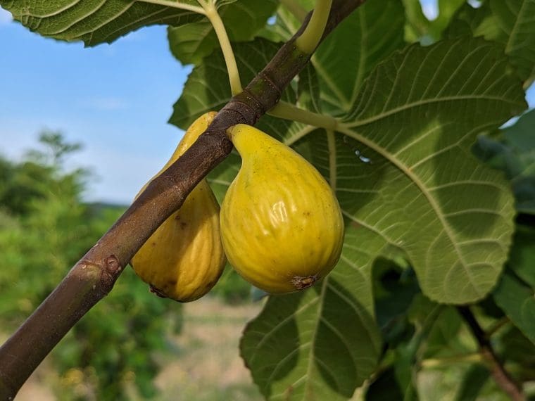 ficus-carica-inca-gold