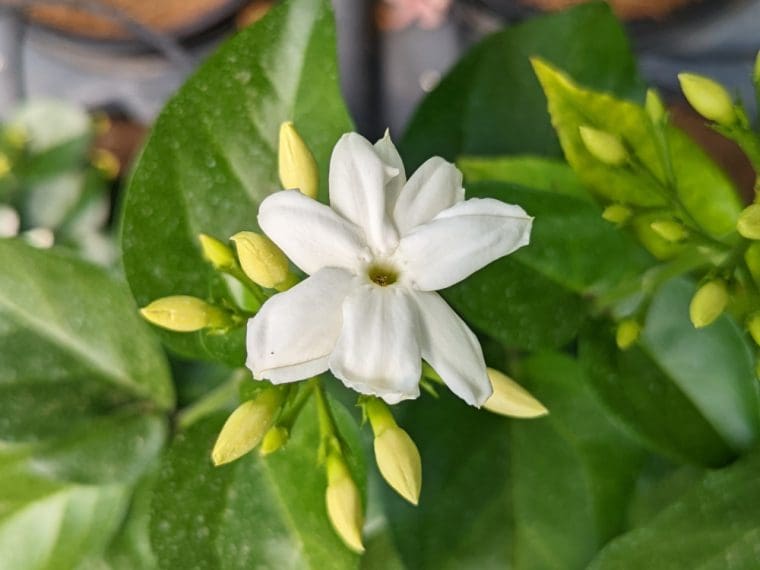 jasmin-sambac