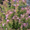 Teucrium trizeus à feuillage vert et fleurs roses