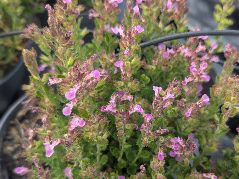 teucrium-trizeus