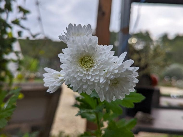 chrysanthemum-chinois