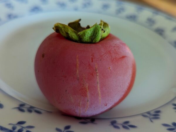 Fruit mature de Diospyros kaki Nikita's Gift sur un assiette