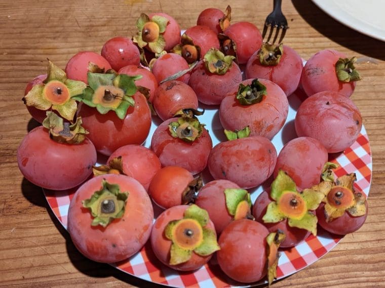 kaki-tomatero