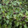 floraison de pittosporum tenuifolium