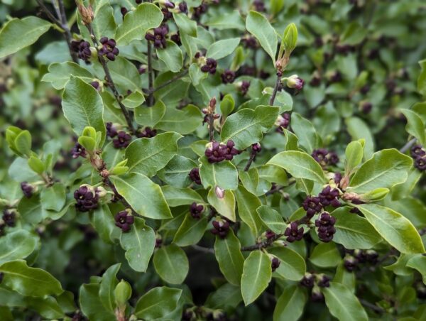 floraison de pittosporum tenuifolium