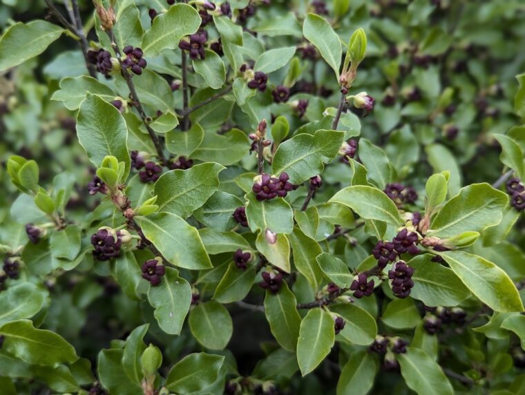 pittosporum-tenuifolia-fleurs-25-3