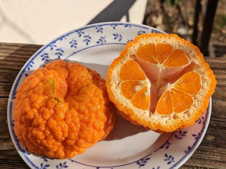citrus-manadarine-geleking