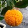 Une mandarine geleking à peau bosselée accrochée à une branche avec deux feuilles