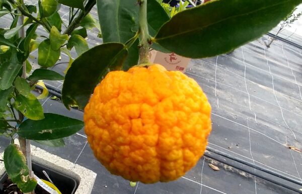 Une mandarine geleking à peau bosselée accrochée à une branche avec deux feuilles