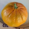 une mandarine sunburst sur une assiette