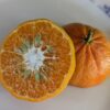Une mandarine sunburst coupée en deux