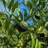 Un fruit de Yuzu 1 vert sur l'arbre